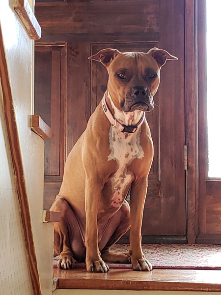 Entry image for Stella. Clicking this image will show a larger photo