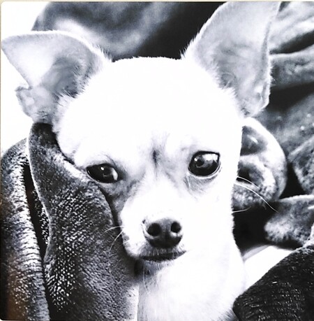 Entry image for Meena Mae Jowers. Clicking this image will show a larger photo