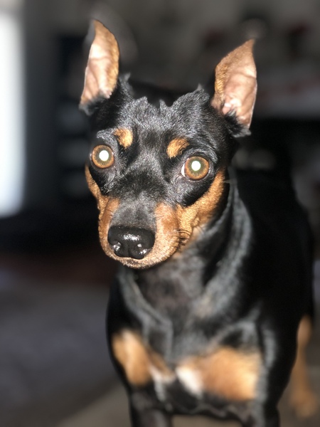 Sookie