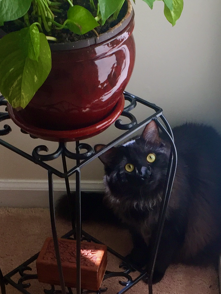 Simon