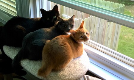 Boo, Scout, Atticus