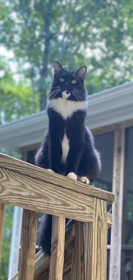 Tux Chuck (Chuck-A-Choo)