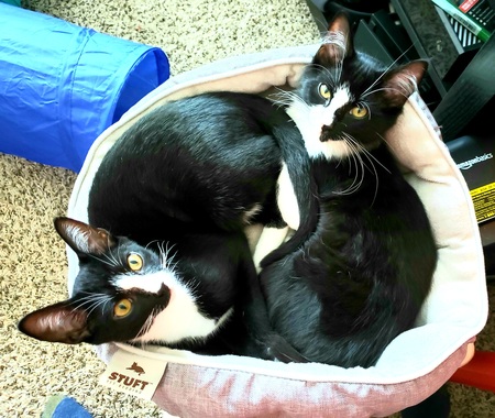 Tristan and Lionel
