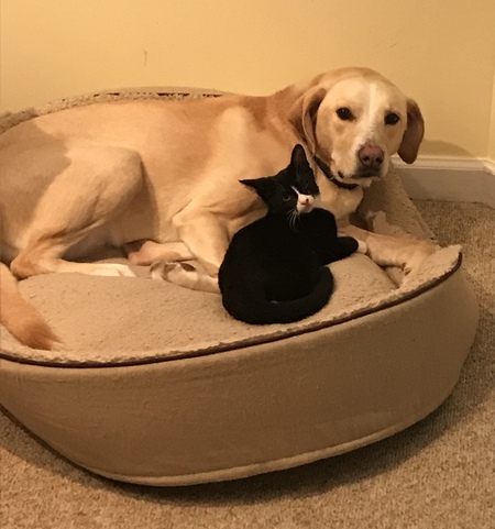 Blondie and Mayhem
