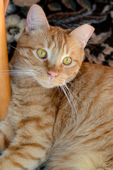 Henry