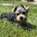 Entry image for Tessa