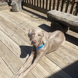 Entry image for Daisy Mae