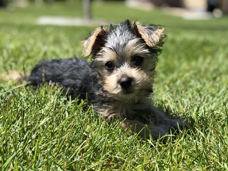 Entry image for Tessa. Clicking this image will show a larger photo