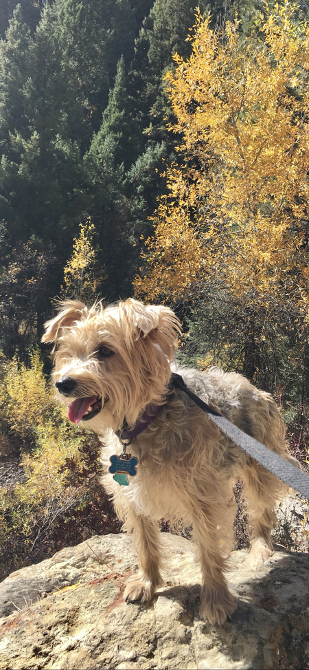 Entry image for Kirby. Clicking this image will show a larger photo