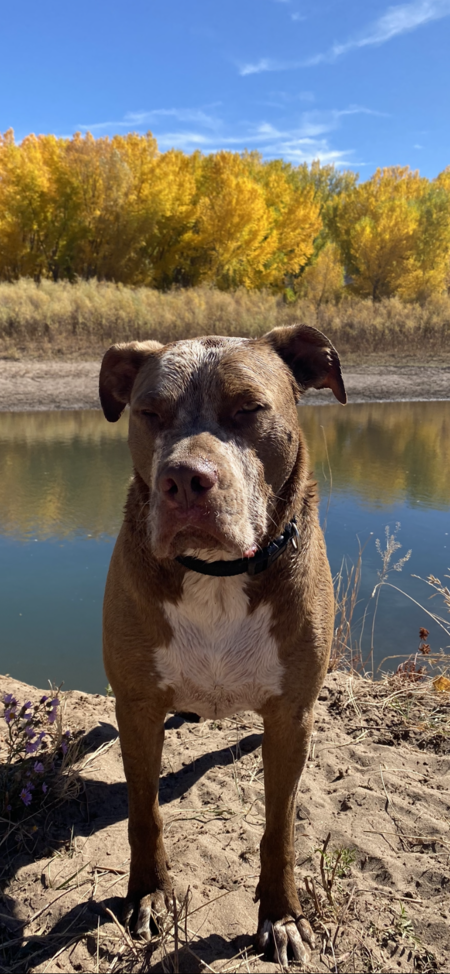 Entry image for Hank,( aka )“handsome hank “. Clicking this image will show a larger photo