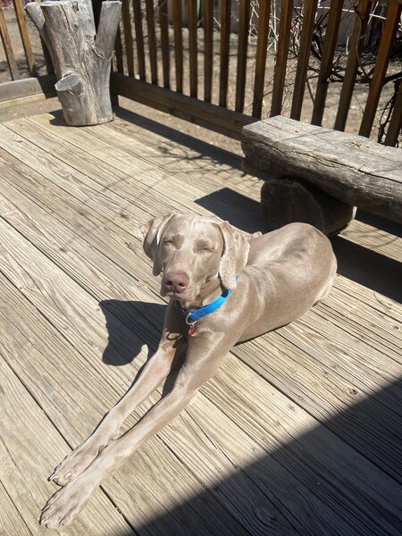 Entry image for Daisy Mae. Clicking this image will show a larger photo