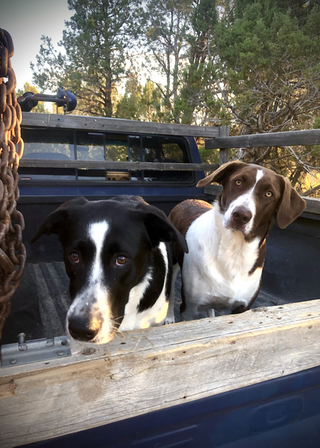 Maggie(black) & Nora (brown) sisters