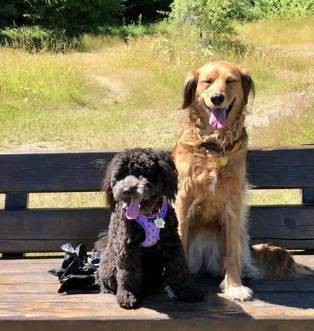 Jozie and Sadie, 2 best paws sharing a funny story