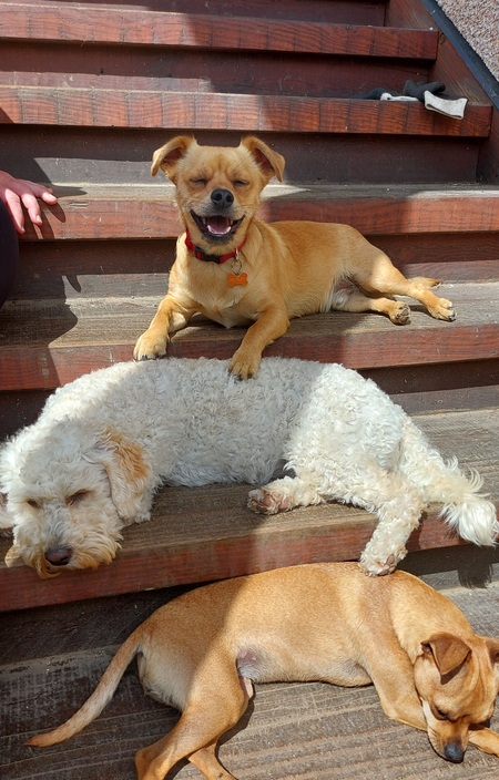 Top dog - HUXLEY HARWOOD and his buddies deedee and mami