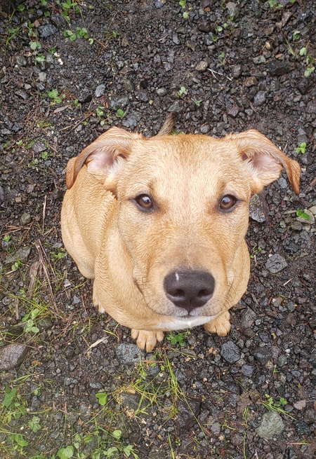 Entry image for Koa. Clicking this image will show a larger photo