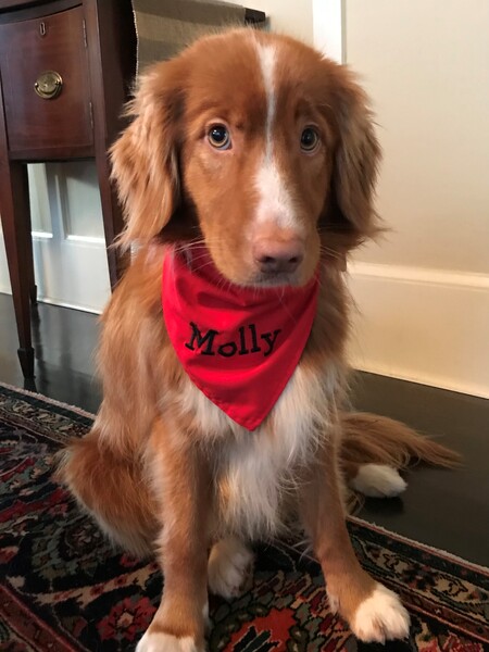 Entry image for Molly. Clicking this image will show a larger photo