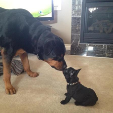 Lewis & Lucy