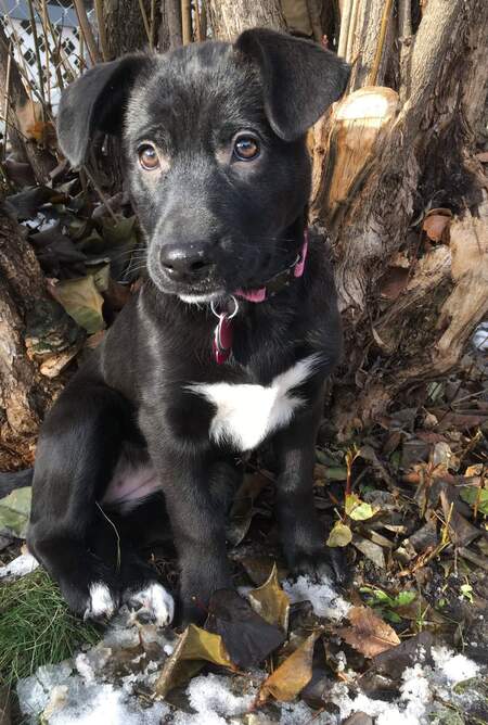 Scout