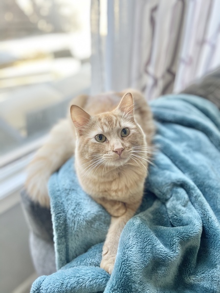Ollie