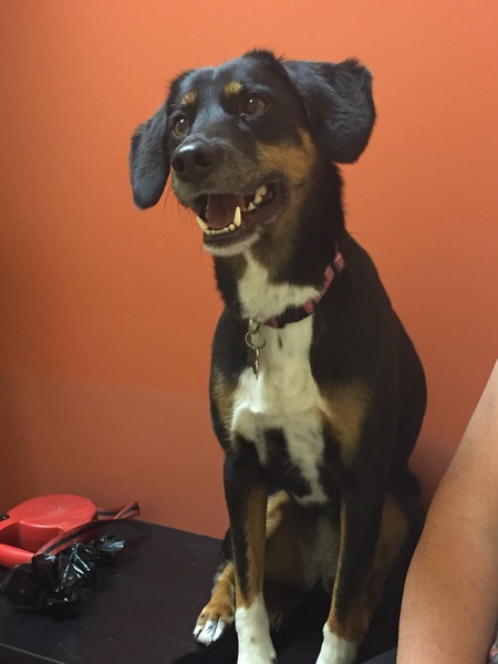 Suki
