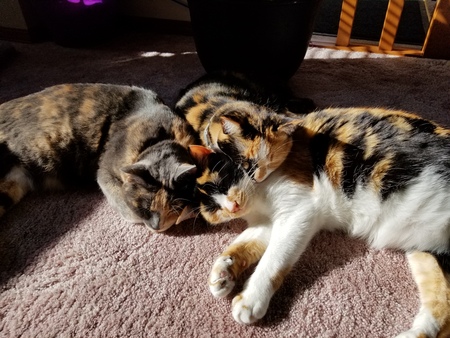 Maggie, Raven, Willow