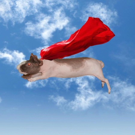 Roo