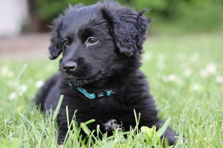 Piper