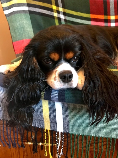 Finnigan Jack