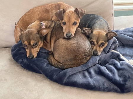 Charlie, Bella, & Emma