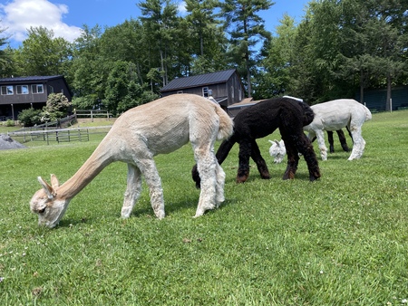 Summer, Pepper, & Genny (F-B)