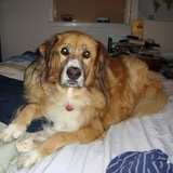 Entry image for Casey