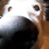 Entry image for Bella