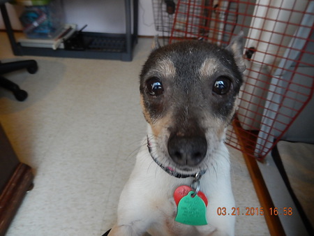Entry image for Minnie. Clicking this image will show a larger photo