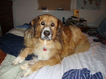 Entry image for Casey. Clicking this image will show a larger photo