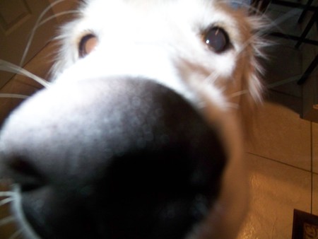 Entry image for Bella. Clicking this image will show a larger photo