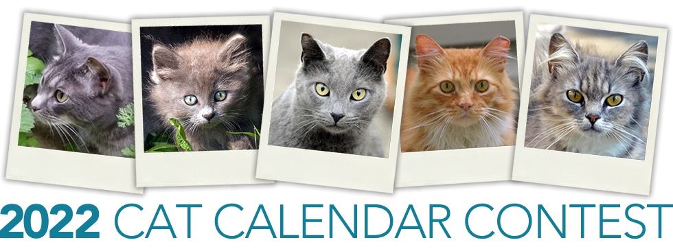 Alley Cat Advocates | 2022 Cat Calendar Contest Alley Cat Advocates | 2022 Cat Calendar Contest