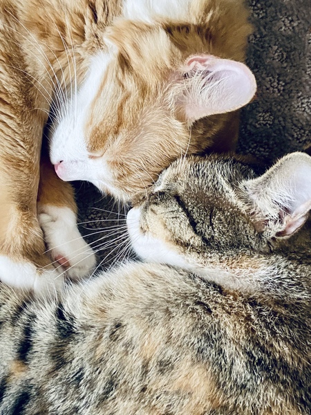 Archie and Callie 