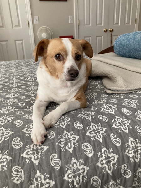 Dewey 