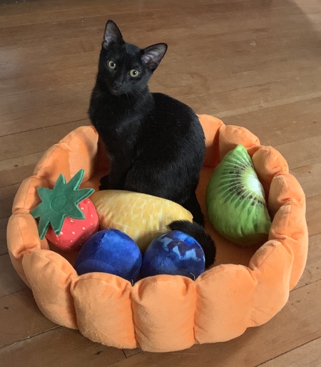 Luna Lovelace Murphy