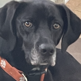 Entry image for Maple Grasso