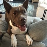 Entry image for Ollie