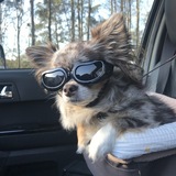 Entry image for Chip Studly Doright