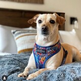 Entry image for Pumpkin