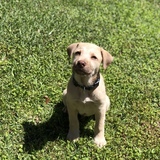 Entry image for Bodhi