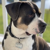 Entry image for Burger 