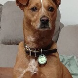 Entry image for BELLA ROSE