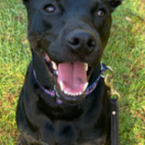 Entry image for Samson Finch