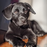 Entry image for Murphy