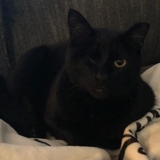 Entry image for Baby Kitty