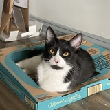 Entry image for Pretzel